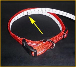 leuchtie-collar-measure.jpg